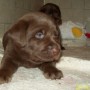 4-weeks-choco-pup