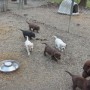 All puppies running to Mallory