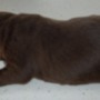 Back of chocolate pup