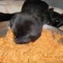 Black pup eating