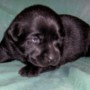 Black pup on blanket