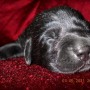 Black pup on red carpet