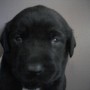 Black pup-upclose