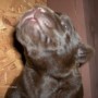 Choco pup howling