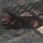 Choco pup laying down-1