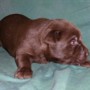 Choco pup on blanket