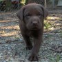 Choco-pup walking