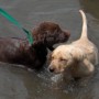 Choco-yellow pup in water