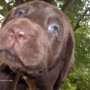 Chocolate pup by trees