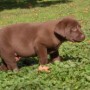 Chocolate pup-good pic