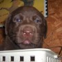 Chocolate pup in basket look at camera