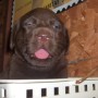 Chocolate pup in basket tongue hanging out