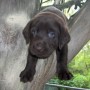 Chocolate pup in tree