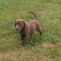 Chocolate pup in yard