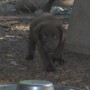 Chocolate pup looking at camera