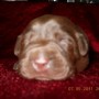 Chocolate pup on red blanket-3