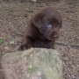 Chocolate pup on rock looking up