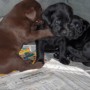 Chocolate pup playing w-black pup