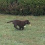 Chocolate pup running