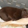 Chocolate pup sleeping