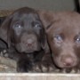 Chocolate pups together