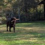 Cooper playing with a stick