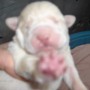 Coral-Sonny-1-week-1-lb-yellow-pup-2