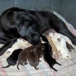 Coral kissing her newborns