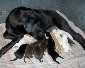 Coral kissing her newborns