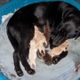 Coral-sleeping w-her babies-3