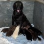 Coral with pups