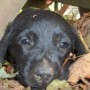 GREAT black pup pic in leaves