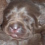 Mallory-Sonny-chocolate pup-10