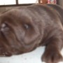 Mallory-Sonny-chocolate pup-4