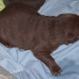 Mallory-Sonny-chocolate pup-5