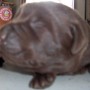 Mallory-Sonny-chocolate pup-6