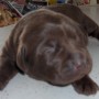 Mallory-Sonny-chocolate pup-9