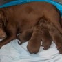 Mallory -w-her babies-11-days old