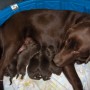 Mallory-with her babies-2