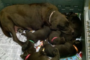 Mallory with pups