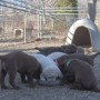 Marc Mallory-Lessems Coral pups-6-weeks-1