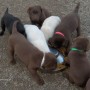 Marc Mallory-Lessems Coral- pups-6-weeks-3