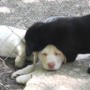 Ozzie with blackl pup