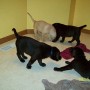 PUPPIES PLAYING-1