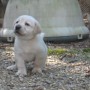 Pearl-Collins-5-wks-6-lbs-15