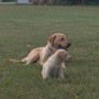 Pearl-pup hanging out in the yard