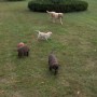 Pearl running with her pups