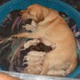 Pearl-with her newborns