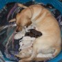 Pearl with her newborns