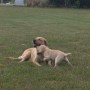 Pearl with pups in yard-3